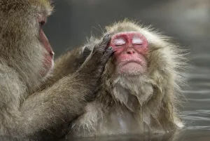 Japanese monkeys bathe at hot spring in Yamanouchi, central Japan