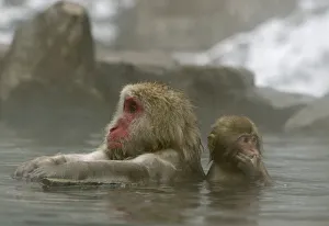 Japanese monkeys bathe in hot spring in Yamanouchi