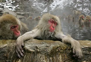 Japanese monkeys soak in hot spring in Yamanouchi