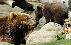 Prints of Kamchatka Brown Bear Mascha and one of her two three-month-old cubs are pictured in Hagenbecks Zoo in Hamburg, northern Germany April 29, 2011 Germany Prints: A Kamchatka Brown Bear and one of her two three-month-old cubs are pictured in Hagenbecks