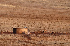 Prints of A kangaroo drinks from a water tank located in a drought-effected paddock on farmer Ash Whitneys property, located west of the town of Gunnedah in north-western New South Wales, in Australia, June 3 Australia Prints: A kangaroo drinks from a water tank located in a drought-effected paddock on farmer Ash
