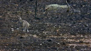 Prints of A kangaroo stands on ground blackened by a bushfire near Coonabarabran, about 350 km (217 miles) northwest of Sydney January 19, 2013 Australia Prints: A kangaroo stands on ground blackened by a bushfire near Coonabarabran