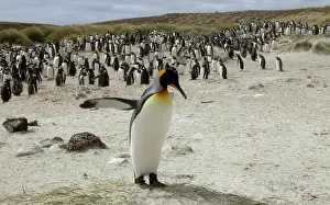 A King Penguin crosses in front of a flock of Gentoo Penguins near Port Stanley