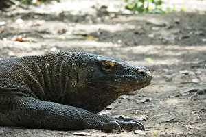 Indonesia Prints: A Komodo Dragon is seen in Komodo National Park, Indonesia