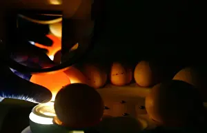 Laboratory assistant checks chicken eggs at the largest food market Komarovski in Minsk