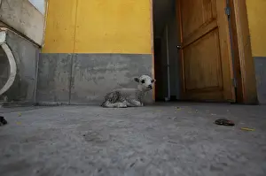 A lamb lies down in the home of Margot Portilla in the town of Nueva Fuerabamba in Apurimac, Peru