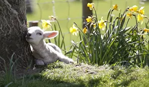 A lamb sits in the shade of a tree among daffodils at the Hall Farm in Stratford St Mary