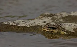 A large crocodile is seen in the Tarcoles River, a river with one of the highest