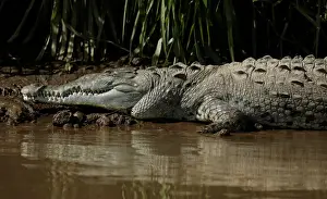 Costa Rica Prints: A large crocodile is seen in the Tarcoles River, a river with one of the highest