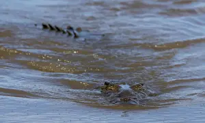 Costa Rica Prints: A large crocodile is seen in the Tarcoles River, a river with one of the highest