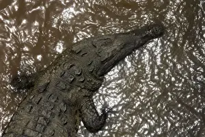 Costa Rica Prints: A large crocodile is seen in the Tarcoles River, a river with one of the highest