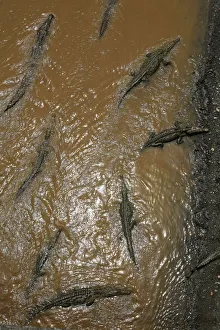 Costa Rica Prints: Large crocodiles are seen in the Tarcoles River, a river with one of the highest