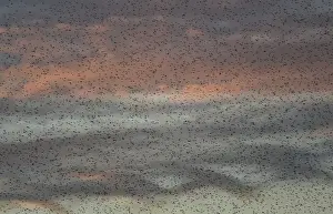 Large flocks of starlings fly at dusk over the Somerset Levels near Glastonbury