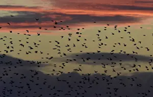 Nature Prints: Large flocks of starlings fly at dusk over the Somerset Levels near Glastonbury