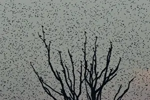 Nature Prints: Large flocks of starlings fly at dusk over the Somerset Levels near Glastonbury