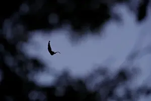 Oddly Prints: A leaf caught on a spiders web floats in between other branches in Milton Keynes