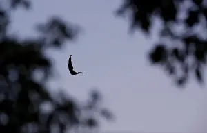 Oddly Prints: A leaf caught on a spiders web floats in between other branches in Milton Keynes