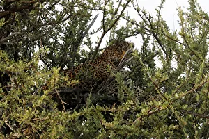 A leopard is seen after taking a kill to the top of a tree in the Msai Mara National