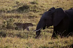 A leopard walks past an elephant in the Msai Mara National Reserve