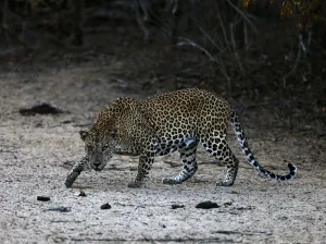 Sri Lanka Prints: A leopard walks at Yala National Park in southern Sri Lanka