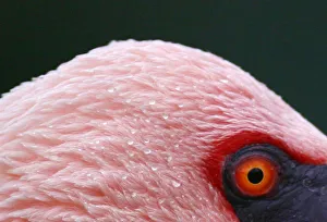 Animal Prints: A Lesser Flamingo is seen at the Santillana del Mar Zoo in Spain