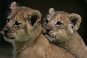 Lion cubs sit next to each other at Maruyama Zoo in Sapporo