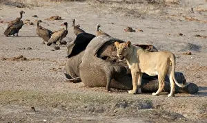 A lion is seen approaching an elephant carcass at a watering hole inside Hwange National