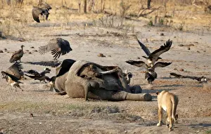 Zimbabwe Prints: A lion is seen approaching an elephant carcass at a watering hole inside Hwange National