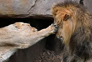 A lioness takes a swipe at Bhanu the Asiatic lion during an event to publicise World