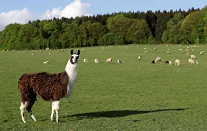 Agriculture Prints: A llama stands at a farm in the village of Jitrava near Liberec