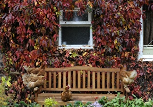 <b class=qtipBold><figcaption>LM1E5AL116H01</figcaption></b><br>Chickens sit on a bench in front of autumnal leaves covering a house in Helperby, northern England October 21, 2009. REUTERS/Nigel Roddis (BRITAIN ANIMALS ENVIRONMENT SOCIETY) LM1E5AL116H01