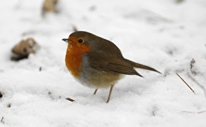 <b class=qtipBold><figcaption>LM1E6C10U2501</figcaption></b><br>A Robin stands in the snow in Bramall Park in Manchester, northern England, December 1, 2010. The snow and freezing temperatures continued to cause major problems for road, rail and air services on Wednesday. REUTERS/Phil Noble (BRITAIN - Tags: ENVIRONMENT) LM1E6C10U2501