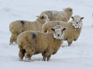 <b class=qtipBold><figcaption>LM1E6C118U201</figcaption></b><br>Sheep are seen covered in snow in a field near Middleham, northern England December 1, 2010. Heavy snow grounded all flights at Gatwick airport on Wednesday, while the worst early winter weather in almost two decades also caused severe delays on roads and rail lines up and down Britain. REUTERS/Nigel Roddis (BRITAIN - Tags: ENVIRONMENT ANIMALS) LM1E6C118U201