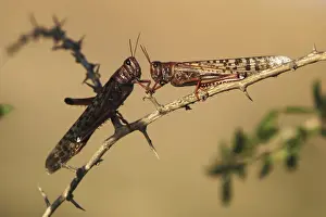 Animal Prints: Locusts rest on a branch near Kmehin in Israels Negev desert