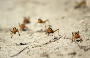 Locusts are seen in the Menabe region of western Madagascar