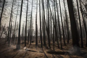 Wildfire Prints: A log smoulders after trees were burnt by the Rim Fire near Buck Meadows