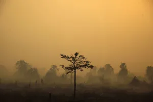 Haze Prints: A lone tree stands out amongst a patch of burnt land, in the haze hit Bangko Pusako