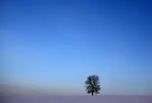 Czech Prints: A lone tree stands on the snow covered field near the village of Rovne