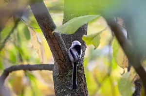 Long-tailed tit sits on a tree as autumn colours are seen on foliage in Minsk