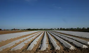 Agriculture Prints: Low tunnels are seen in a field in Maccarese