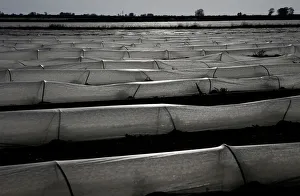 Agriculture Prints: Low tunnels are seen in a field in Maccarese