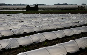 Agriculture Prints: Low tunnels are seen in a field in Maccarese