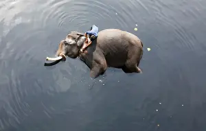 Dailylife Prints: A mahout bathes his elephant in the polluted water of river Yamuna in New Delhi
