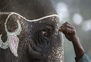 A mahout decorates his elephant using chalk while preparing for the Elephant Festival