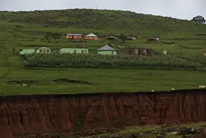 A maize garden is seen on top of eroded soil at a village near Mthatha