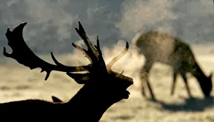 Male deer barks on a frosty morning in Richmond Park in south-west London