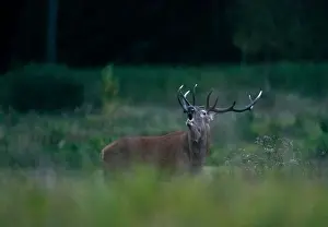 Belarus Prints: Male deer roars in a field in Republican landscape reserve Nalibokski near the village