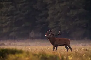 Belarus Prints: Male deer roars in a field in Republican landscape reserve Nalibokski near the village