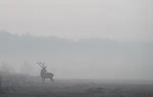 Male deer is seen in a field in Republican landscape reserve Nalibokski near