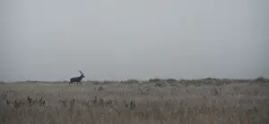 Animal Prints: Male deer walks in a field in Republican landscape reserve Nalibokski near the village